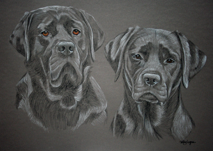 pastel portrait of Harvey and Cassie - 2 black labradors