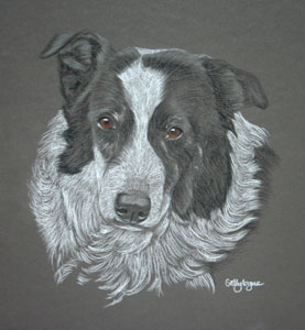 commissioned portrait of border collie - Roy