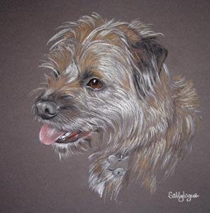 pastel portrait of Border Terrier - Fin