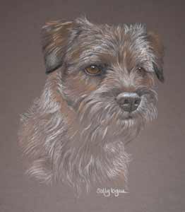 pastel portrait of border terrier - Reuben