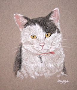 pastel portrait of Lucy - black and white cat