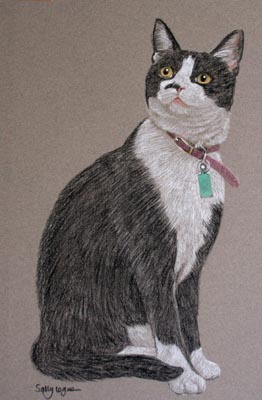 pastel portrait of black and white cat - Domino