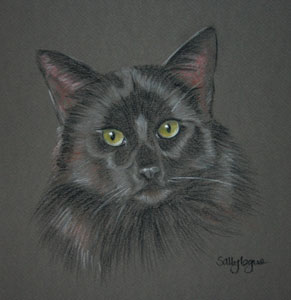 pastel portrait of  a long haired black cat - Sooty