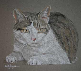 Victor - tabby and white cat portrait 
