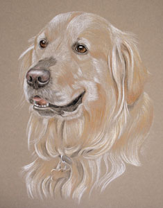 pastel portrait of golden retriever - Fudge