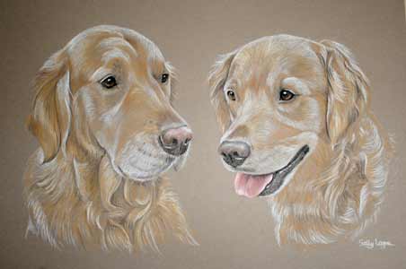 golden retriever portrait - Max and Penny