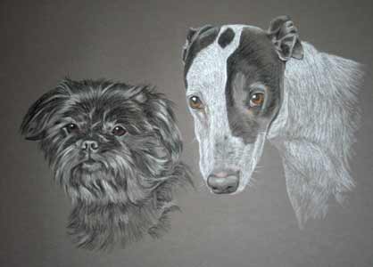black affen pinscher and greyhound - taz and cassies portrait