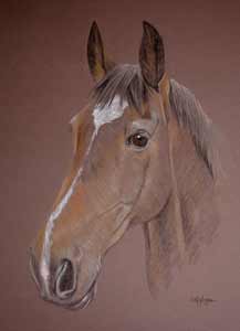dark bay horse portrait bella