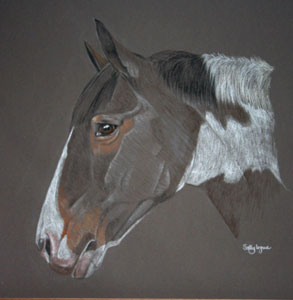 commissioned horse portrait - coloured cob - Peppi