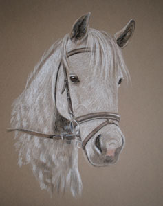 Rosie - dapple grey pony