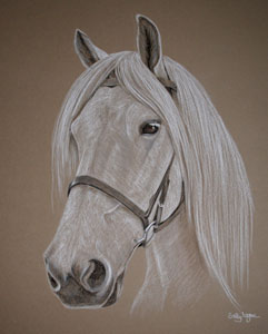 Monty's portrait  - White Highland Pony 