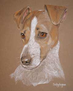 pastel portrait of Titch, Jack Russelll