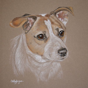 jack russell portrait - Max