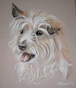 pastel portrait of Molly - jack russell
