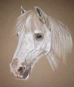 Pastel Portrait of grey pony - Sparky