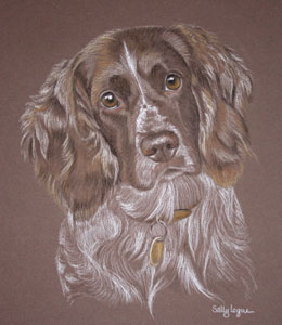 Pastel Portrait of Springer Spaniel - Ruby 