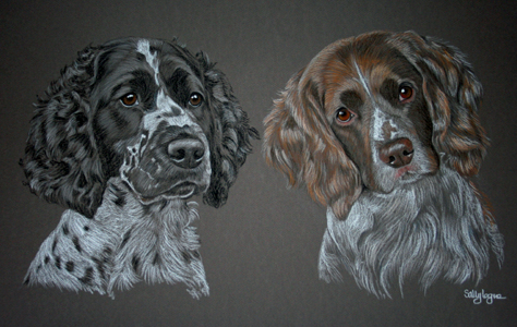 portrait of springer spaniels Maisy and Ruby