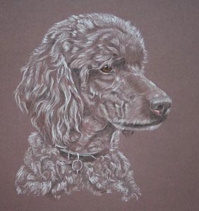 pastel portrait of Standard poodle Gibralter