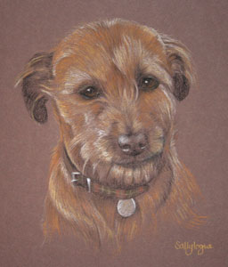 pastel portrait of Sandy - terrier