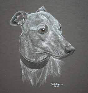 commissioned whippet  portrait of Alfie 