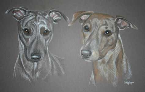 jo and Barney - portrait of two whippets