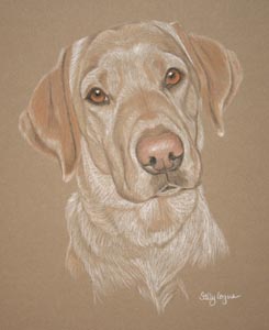 wellingtons portrait - yellow labrador