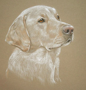 Billy's Portrait - commissioned portrait of yellow labrador in pastel