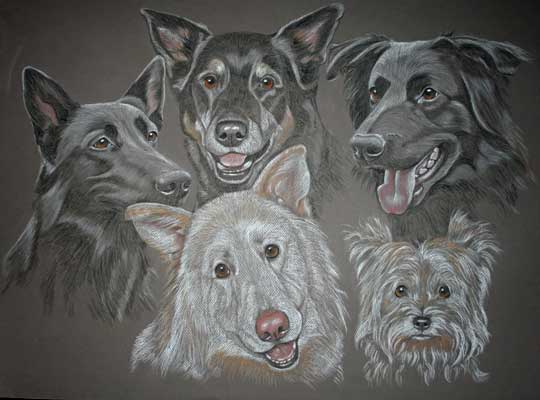 portrait of 5 dogs - Lembo, Denny,Lucky, Gail and Pepsi 