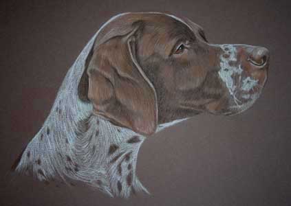 portrait of liver and white pointer 