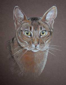 pastel portrait of abysinian cat