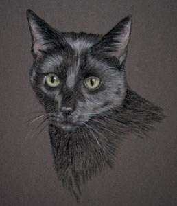 pastel portrait of black cat - tango by sally logue
