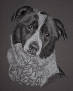 border collie portrait - 'Skip'