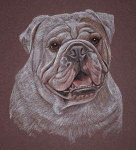 pastel portrait of british bulldog - Benson by Sally Logue