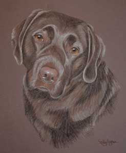 pastel portrait of Bournville - chocolate labrador