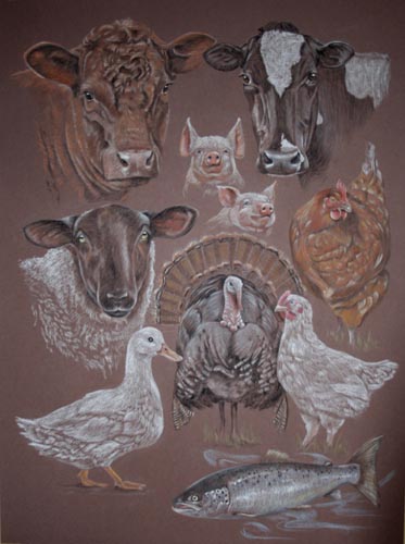 Freedom Food Farm Animal Portrait, cattle, sheep, cows, laying chicken, hen, piglets, turkey, duck and salmon