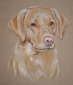 pastel portrait of golden labrador, Isla