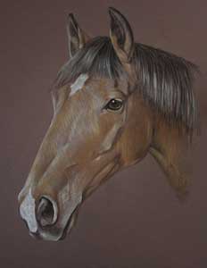 horse portrait, Chancey Boy 