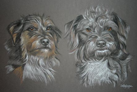 pastel portrait of jack russell and patterdale cross, Molly and Bizzy