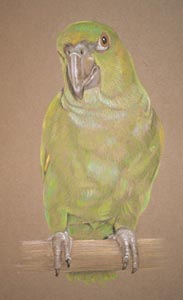 green parot portrait alfie