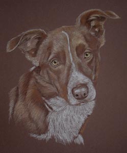 pastel portrait of red collie, deefa