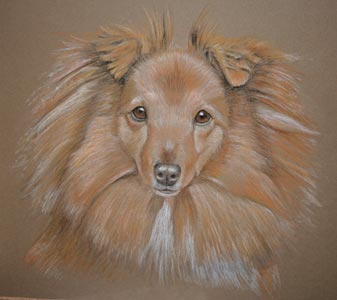 sheltie portrait - Tansy by Sally Logue
