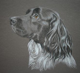 pastel portrait of black and white springer Olly 