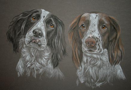 portrait of two springer spaniels Oscar and Charlie