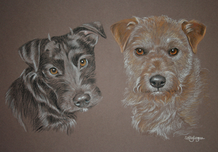 pastel portrait of Jack and Dusty - patterdale and border terriers 