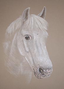 pastel portrait of British spotted pony - Tom by Sally Logue