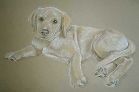 Paddington's Portrait - Yellow Lab Pup in pastel by Sally Logue
