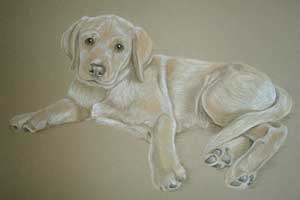 Yellow Lab Pup - portrait of Cindy in pastel