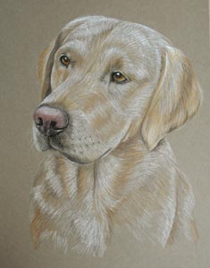 pastel portrait of yellow Labrador - Tanner