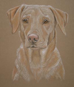 pastel portrait of yellow labrador - Lucy