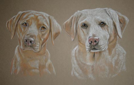 pastel portrait of a fox red and a yellow labrador - Amber and Sonny by Sally Logue